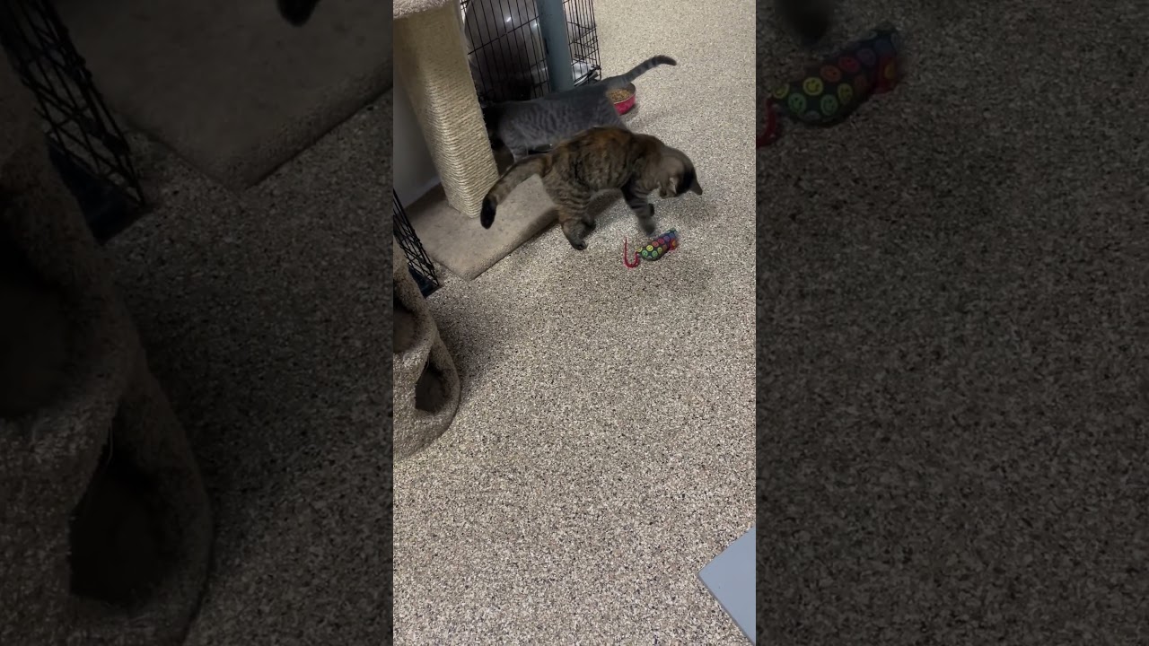 Skye, a Adoptable mixed breed in Ballwin, MO video 5/5