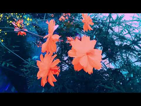 #I #Love #flowers no copyright | ANGELIKA JHEN