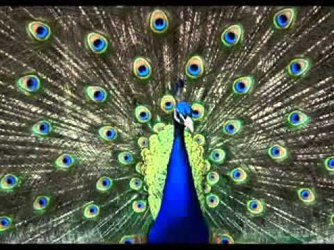 Wedgwood Blue  Albert W  Ketelbey