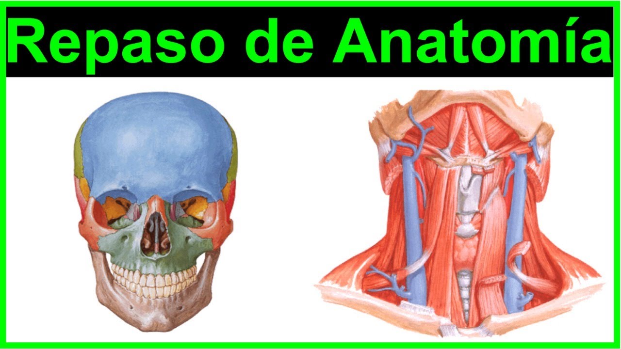 (Parte 1) Repaso de Anatomía Cabeza y Cuello 2021