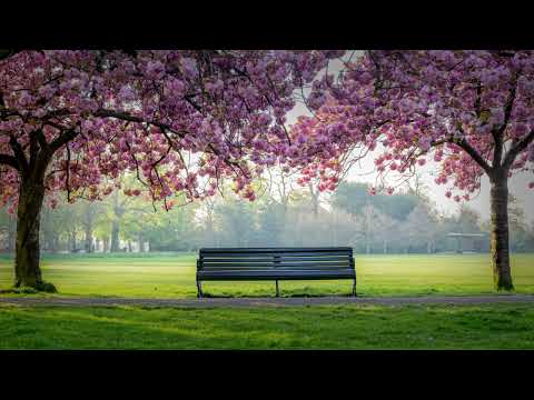 Refki Reshitaj - Lulë t`bukura na qelë pranvera