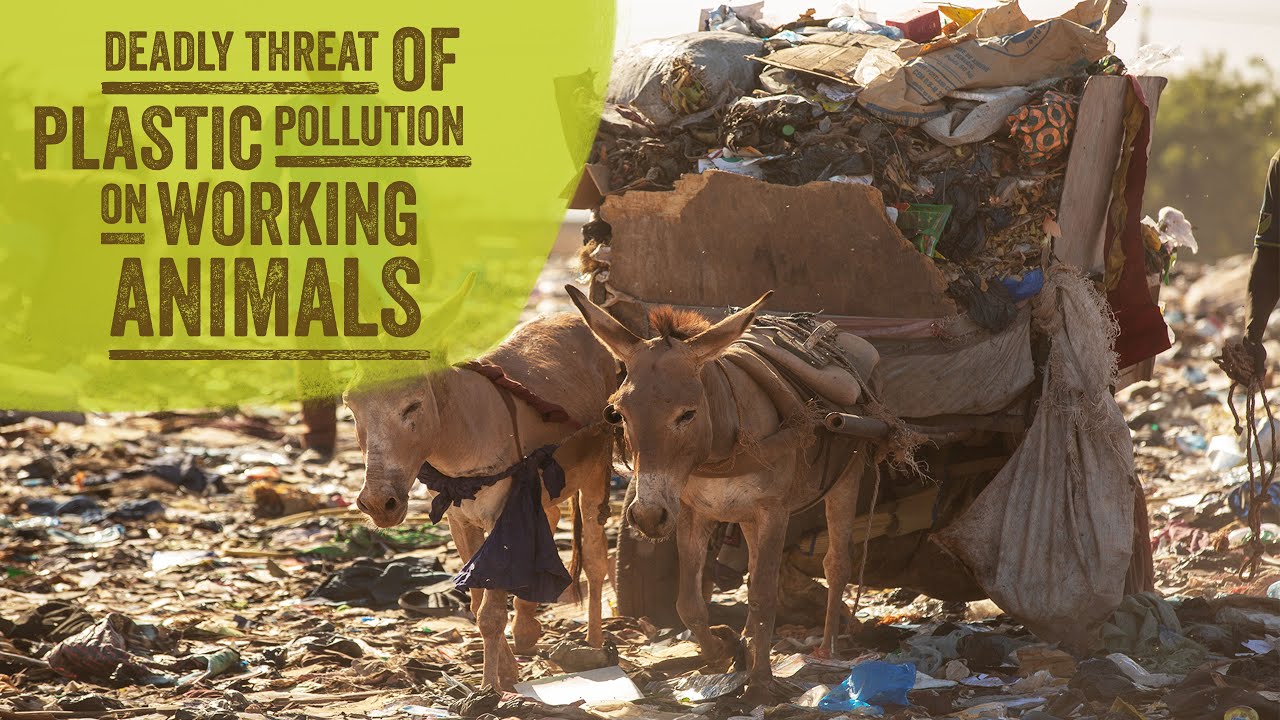 The Deadly Threat of Plastic Pollution on Working Animals -- International Working Animal Day 2023