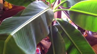 Growing dwarf fruit and citrus trees is an awesome way to grow food indoors