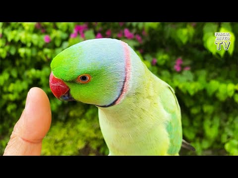 Perroquet parlant | perroquet drôle | perroquet dansant