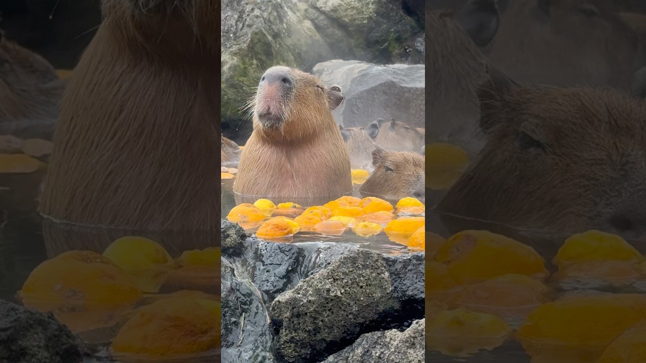 人生に疲れた人はこれ見て。ゆるーいお顔がたまらない、元祖カピバラ温泉。 #カピバラ #温泉 #動物園 #zoo #japantravel