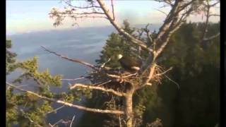 6 1 14 White Rock  The ravens are relentless