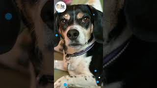 Video preview image #1 Beagle Puppy For Sale in Menifee, CA, USA