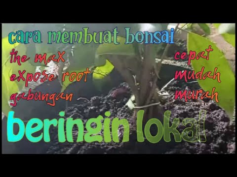 , title : 'cara membuat bonsai beringin lokal dari nol, ficus benjamina.'