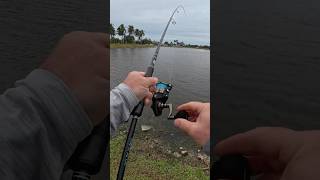 How Did This Get Into A City Pond?!? #fishing