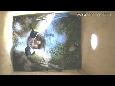 Man- en vrouw-koolmees voeren samen