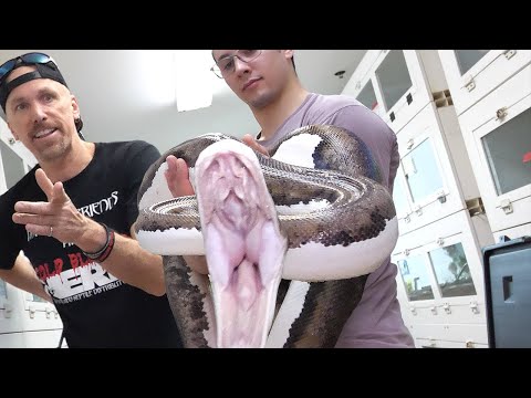 ANGRY GIANT SNAKE IS FULL OF EGGS!