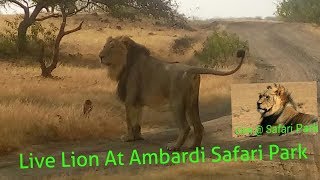 preview picture of video 'Live Lion  //  Ambardi Safari Park'