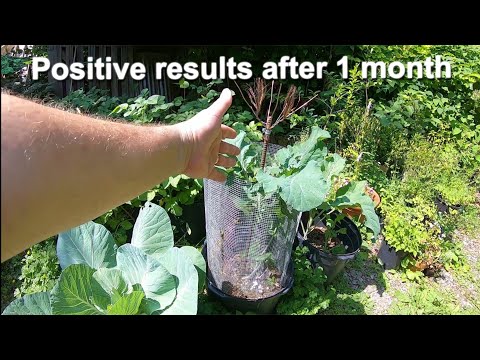 Electroculture Gardening After One Month