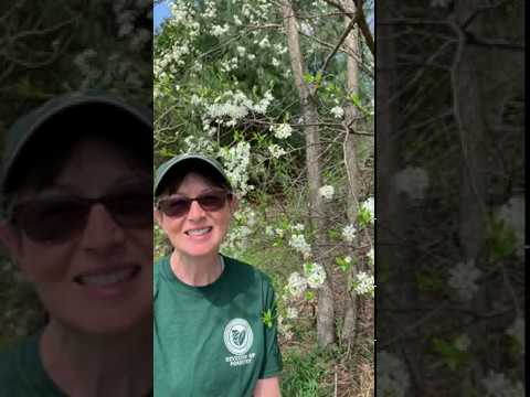 ドワーフブラッドプラム 植物