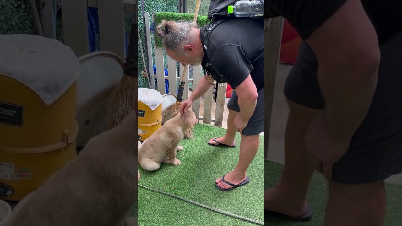Puppy Training 🐶, Bangkok, Thailand