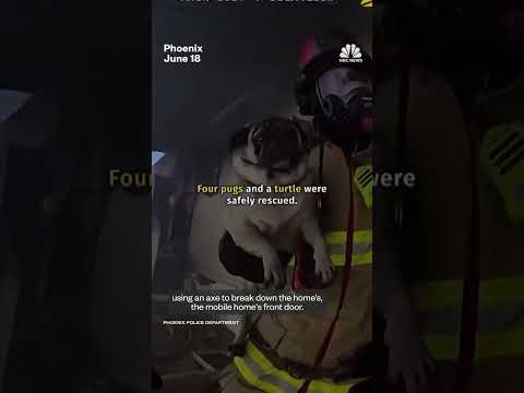 First responders rescue multiple pets from a fire in an Arizona mobile home