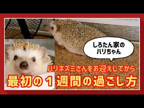 秋にハリネズミを引き付け、庭にいるときにハリネズミを保護するにはどうすればよいですか？  庭園