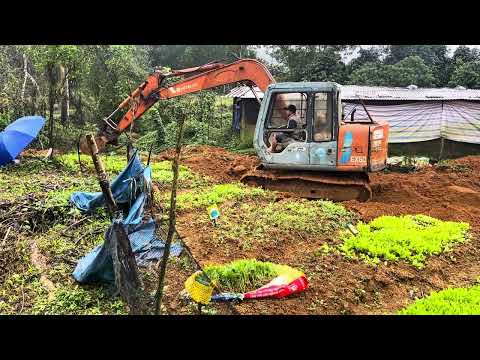 Awesome mother pigs...Continue the new project. Fill the manure cellar. For the next pigs