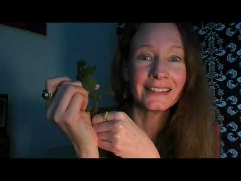 Herbarium erstellen mit den Walddetektiven #2 Lamium purpureum | Purpurrote Taubnessel