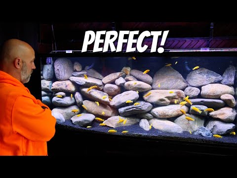 I Built The PERFECT Tank For Cichlids, Yellow Lab Aquascape