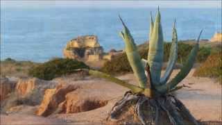 Algarve Flora revisited (The Cave Singers "Summer Light")