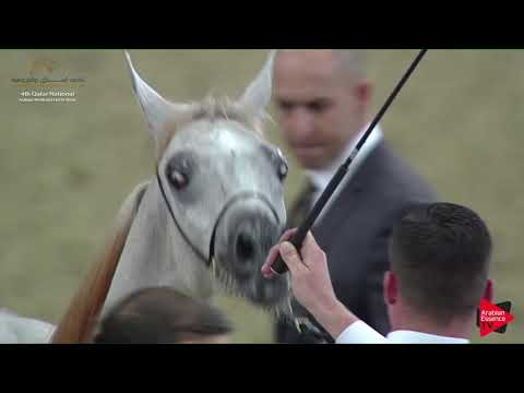 N.78 ALADEED LAFFAN - 2019 Qatar Nat. Peninsula show - Yearling Colts (Class 4A) .mp4