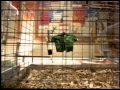 Go Com Gerbil Commercial 1999