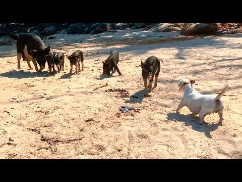 Jack Russell Terrier Versus 5 Pigs