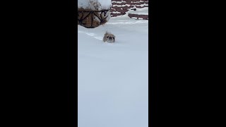 9-month-old Pekingese in snow