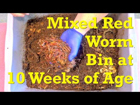 10-week mixed red worm bin, built w twine bedding, gets 6th feeding - vermicompost