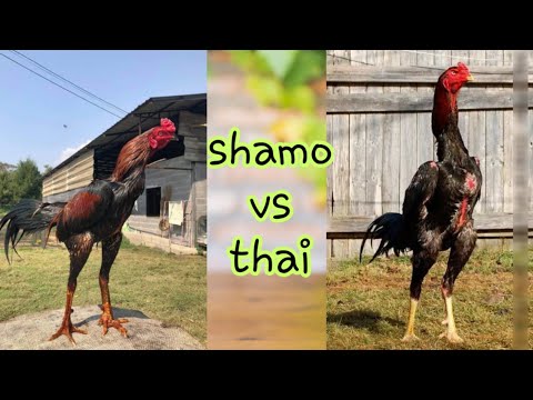 , title : 'mary farm ka kaya howa or shamo vs thai qualities characteristics and which one is better'