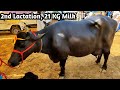 2nd Lactation Murrah 21 KG Milk Murrah Buffalo Haryana Haryana Dairy Farm Murrah Breeder