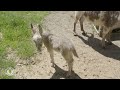 video 6xCMC15TAZ0