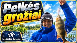 Pelkės grožiai