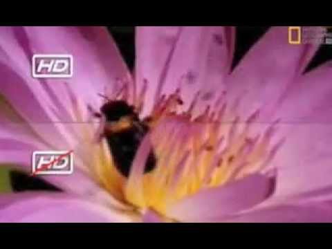UPC Polska - Commercial ''All About HD'' (2008)