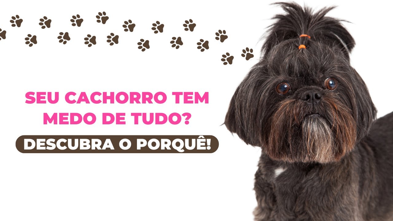 Why is your dog so scared? Learn how to help him!