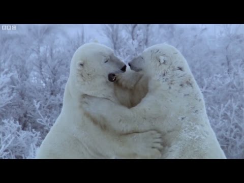 Polar Bear Fight | Nature's Great Events | BBC Earth