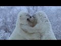 Polar Bear Fight Nature S Great Events BBC Earth