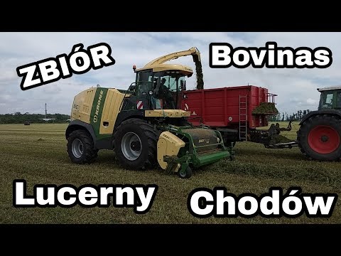Zbiór Lucerny KRONE BIG X 700 W BOVINAS CHODÓW 2019