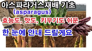 왕의 채소라는 별명이 붙은 이 채소 효능도, 맛도... 그리고 재배하기도 쉬운 이 채소... 아스파라거스 요…