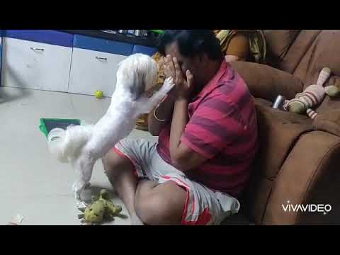 Shih Tzu (Candy)peeka boo