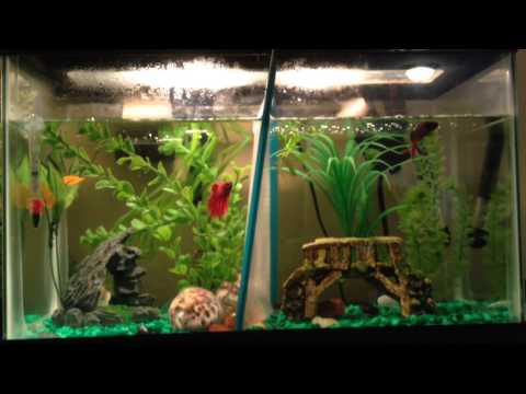 Betta Fish tank tour + Betta cuteness