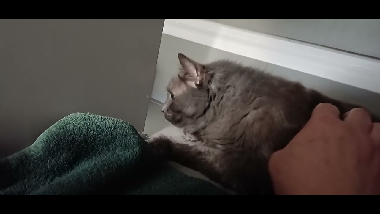 Enlarge Lint, a ADOPTABLE Domestic Long Hair in Redmond, WA video 6/6