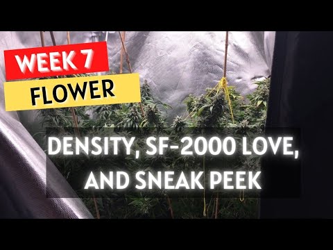 Growing: Week 7 of Flower and the Updated Spider Farmer SF-2000 grow series