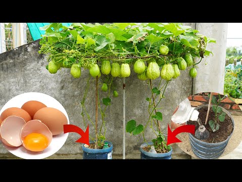 Surprised With How Easy It Is To Grow Chayote In Plastic Containers And Give Lots Of Fruit