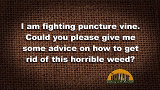 Q&amp;A – How do I get rid of puncture vine?