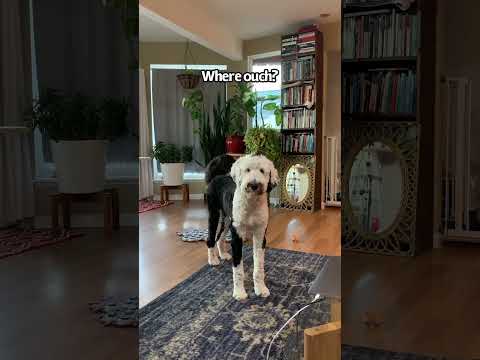 This one was game changing! #booktube #dogshorts #iambunny #fluentpet