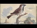 Bird Song (Bert Jansch cover)