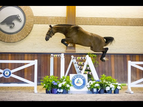 Nitro VD (Zirocco blue VDL x Germus R) - Gelding - 17-06-2018