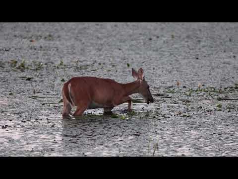 Deer in Pond   HD 1080p